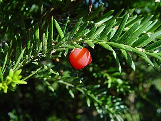 taxus-baccata-bes
